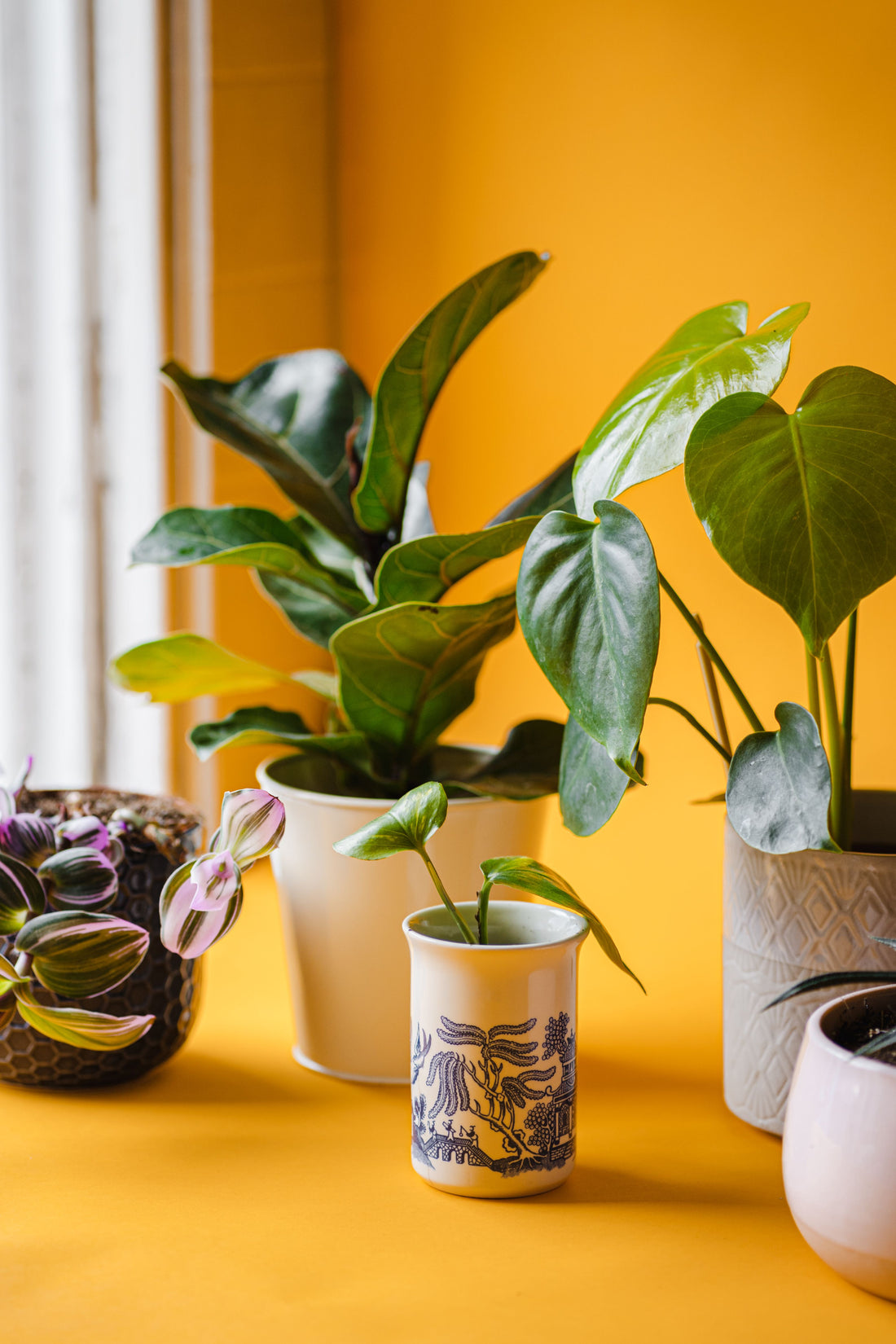 Plant Care Tips: How to Choose and Care for Indoor Plants