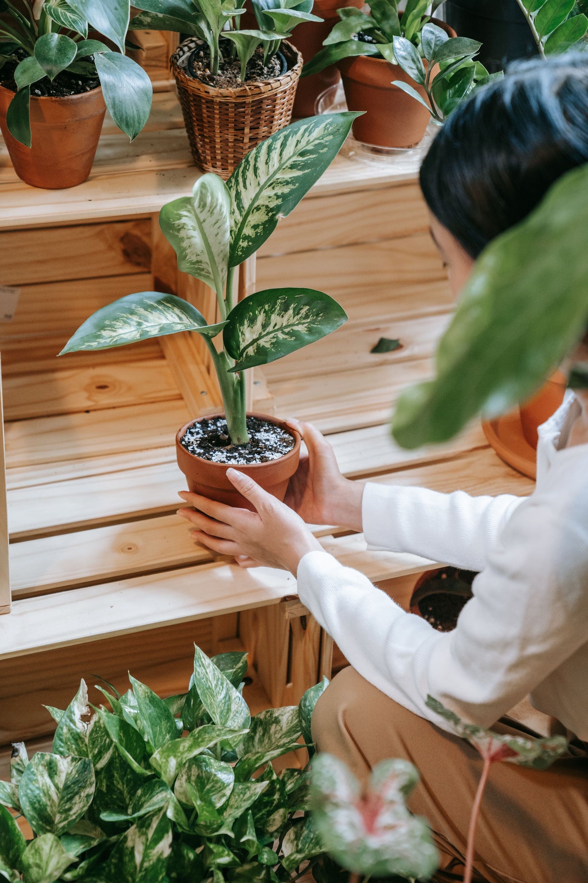 Plants