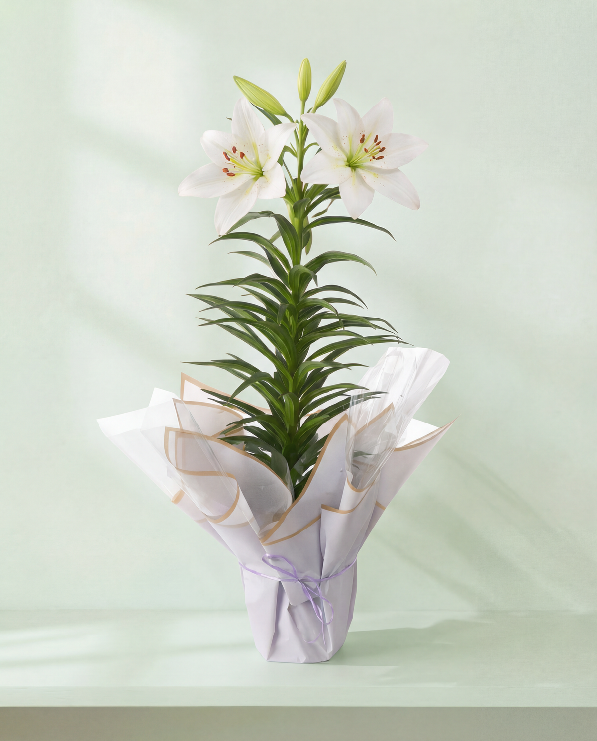 Easter Lily